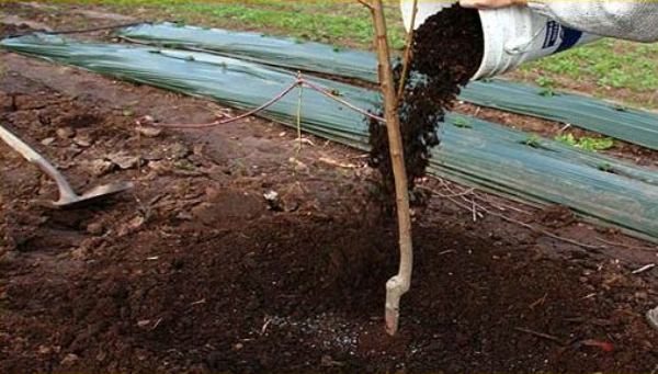  El árbol debe ser fertilizado con humus anualmente.