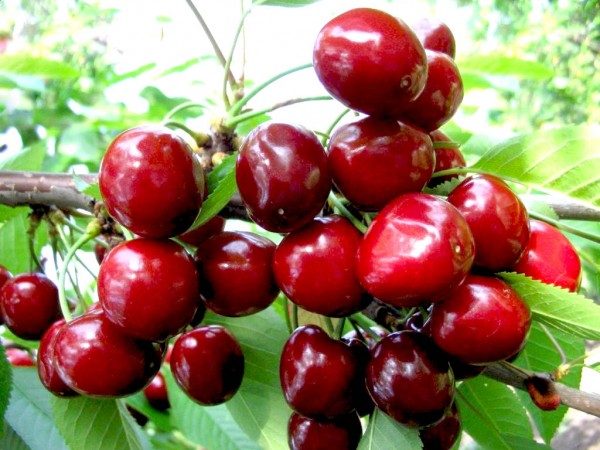  Cerezas Valery Chkalov