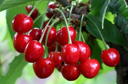  Sweet Cherry Veda