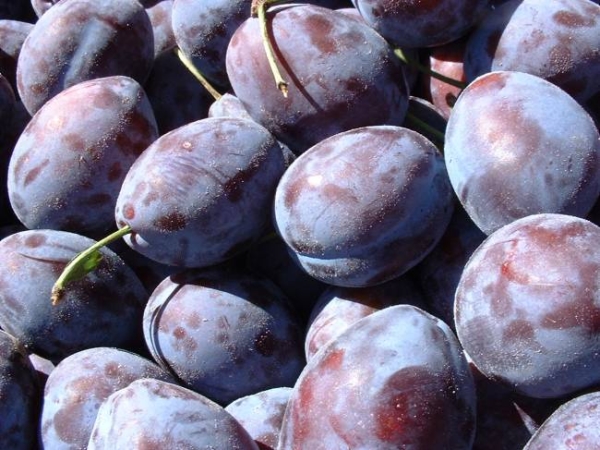  Variedad de ciruelas de alto rendimiento El Bogatyrskaya húngaro tolera bien las heladas
