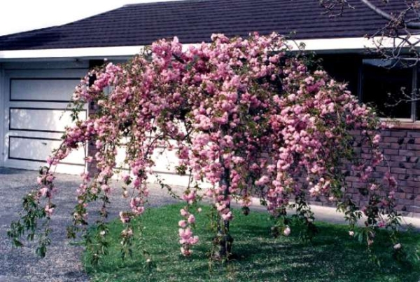  Sakura Kiku Shidare is most suitable for steppe and forest-steppe zones with moderate continental climatic conditions.