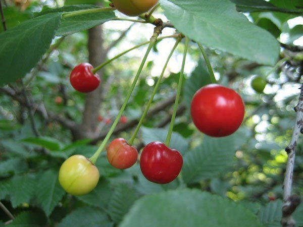  Unripe Steppe Cherry