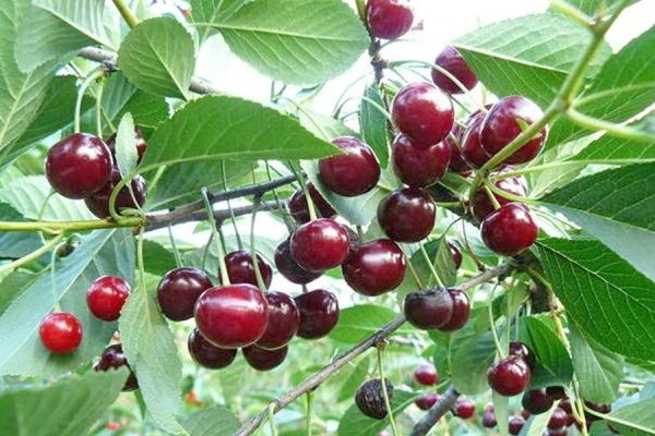  Cherry Variety Chocolate