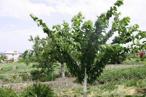  Cherry Turgenevka before pruning