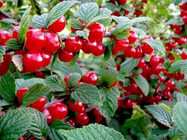  Ripe berries of felt cherry on a bush