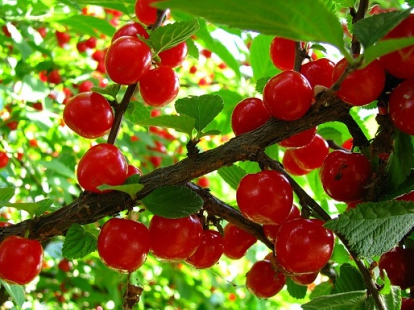  Cherry breeding options