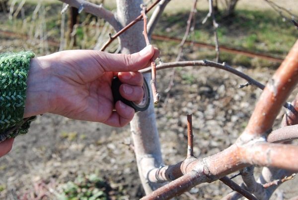  Pear tree selected for graft