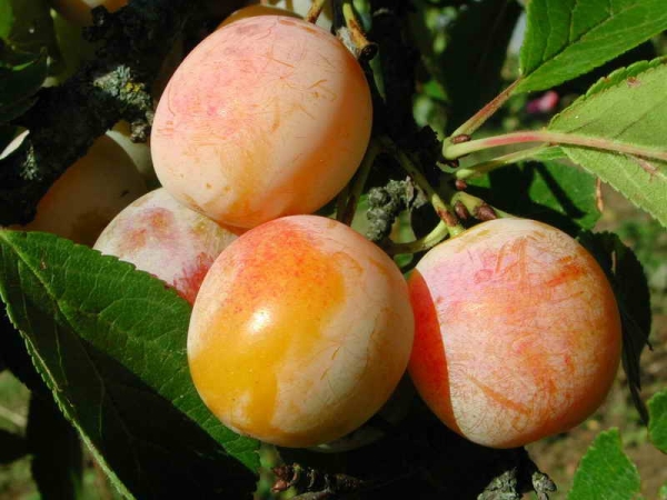  Plum Yakhontovaya tolera perfectamente las heladas y sequías, resistente a las enfermedades fúngicas y virales.