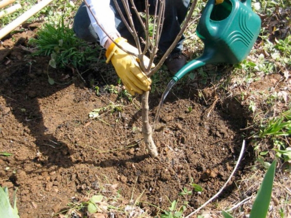  For planting decorative sakura, it is necessary to select an illuminated and ventilated area without moisture stagnation.