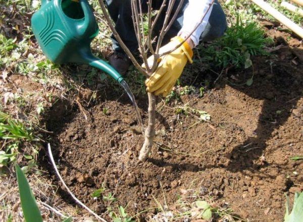  Las etapas y los beneficios de plantar cerezas en el otoño, la elección de plantas de semillero y lugares