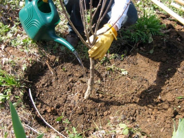  The stages and benefits of planting cherry in the fall, the choice of seedlings and places