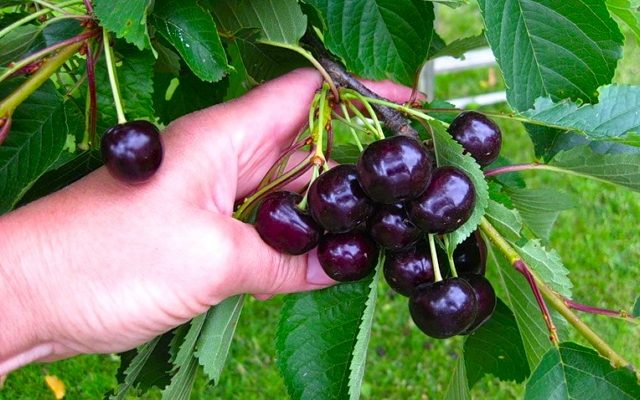  Cereza dulce para la región de Moscú