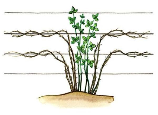  Blackberry bush formation scheme with ropes