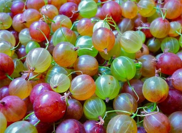 The benefits and harm of gooseberry for human health, contraindications and helpful recipes