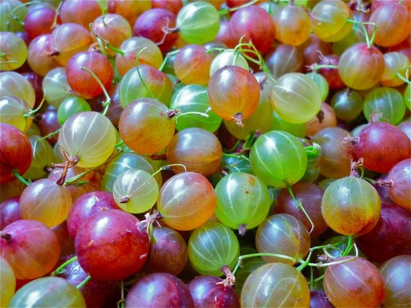  I benefici e i danni dell'uva spina per la salute umana, controindicazioni e ricette utili