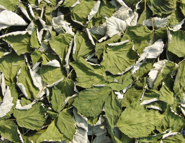  Como materia prima medicinal, la mora se utiliza para preparar infusiones, decocciones, jugos, lociones, enjuagues.