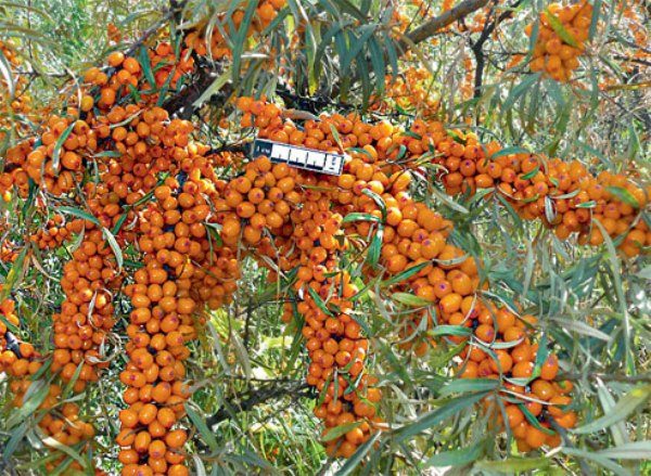  Mazorca de oro resistente al frío de espino cerval de mar