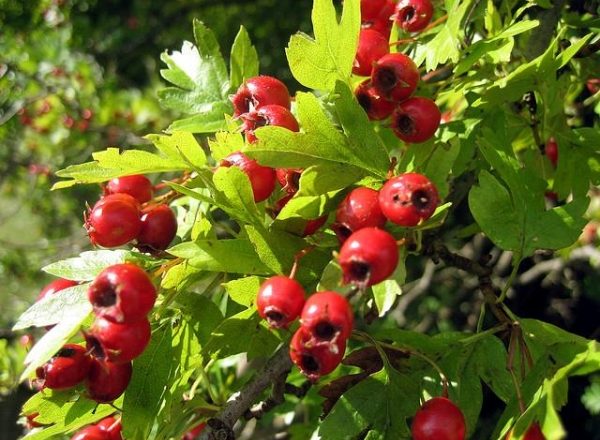  Piantatura, cura e riproduzione di biancospino, tipi e varietà di arbusti