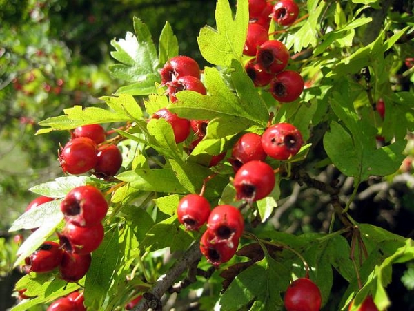  Piantatura, cura e riproduzione di biancospino, tipi e varietà di arbusti