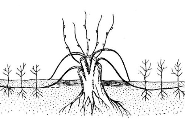  Schema di allevamento del sorbo mediante stratificazione orizzontale