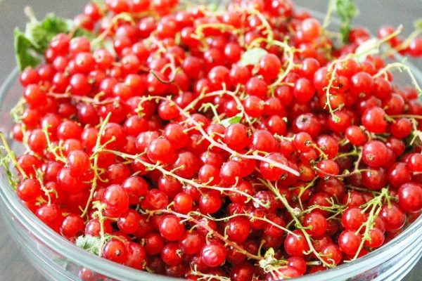  Bacche mature raccolte di zucchero di ribes