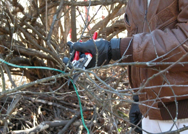  La poda formativa se lleva a cabo en la primavera durante los primeros 6 años después de plantar cerezas.