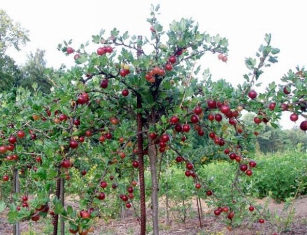  Uva spina crescente su uno shtambe