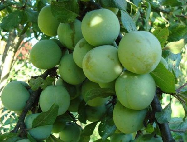  Ciruela renklod verde
