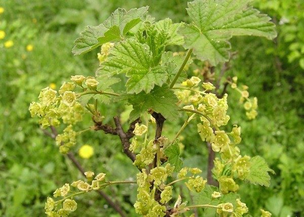  Durante il periodo di fioritura, le foglie di ribes contengono grandi quantità di vitamina C