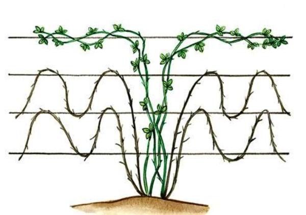  Blackberry bush Formation Scheme by Waves