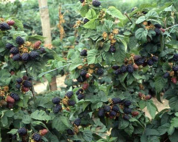  Cultivo de moras en casa.
