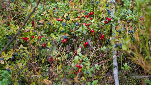  Frutti di bosco