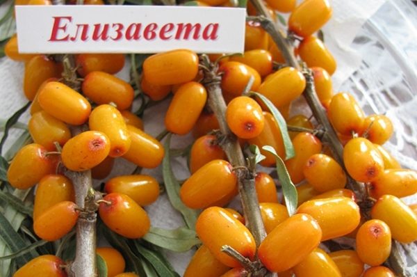  Elizaveta, cultivar de espino amarillo resistente al invierno