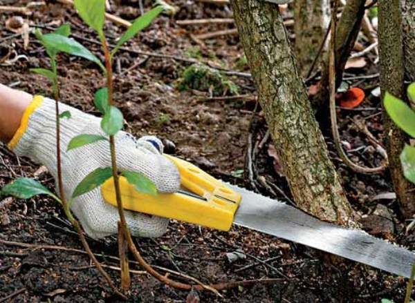  La montagna di sorbo inferiore deve essere rimossa