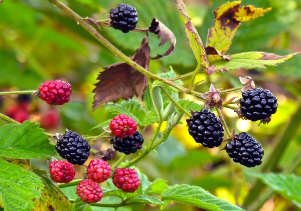  Las moras son ricas en fibra, taninos y antocianinas, fitoestrógenos y vitamina C