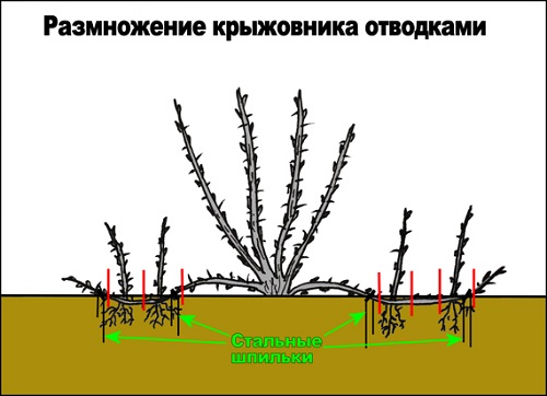  Schema di allevamento di uva spina