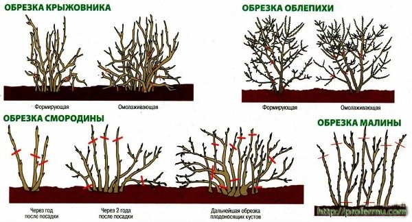  Schema di potatura di arbusti da frutto