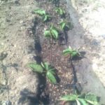  Blackberry reproduction by planting root processes