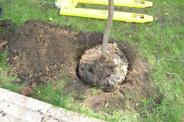  Autumn is a favorable season for cherry transplant