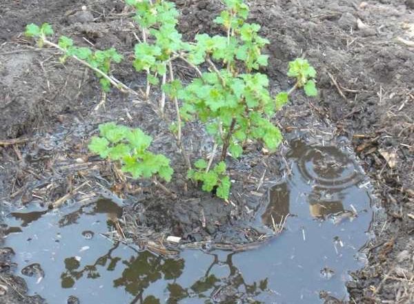  Planting gooseberry in autumn