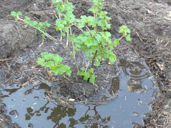 Piantare uva spina in autunno