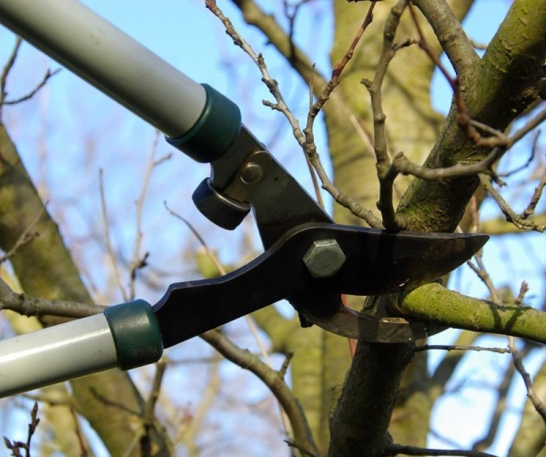  Spring pruning of an old cherry tree will provide an opportunity to improve the yield