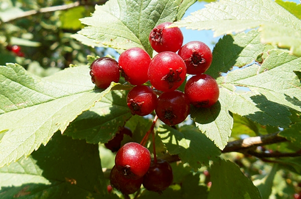  Rosso sangue di biancospino: descrizione della pianta, applicazione per scopi medicinali