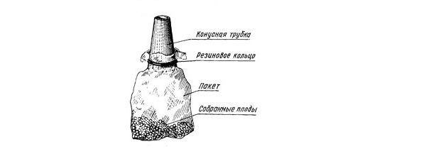  Porta il tubulo allo stelo della parte superiore e spingi delicatamente verso il basso, le bacche tagliate rotolano dolcemente nella busta lungo il tubo