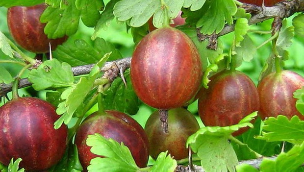  The best varieties of gooseberry