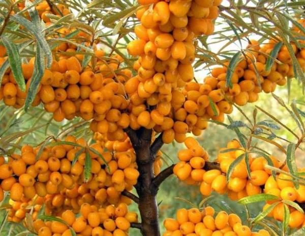  Variedad de espino cerval de mar Chui