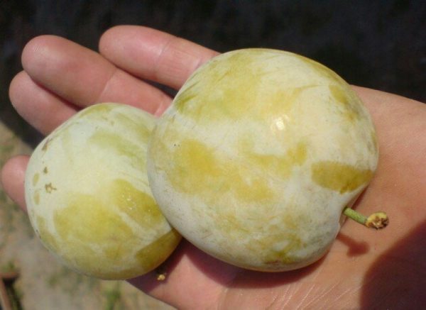  Plum Renklod grado temprano
