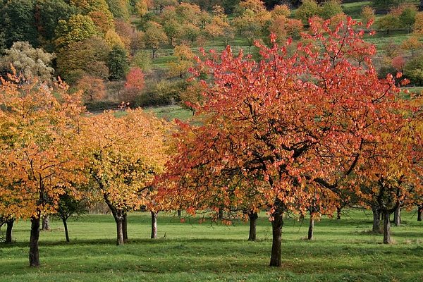 Cherry needs autumn care