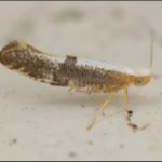  Polilla