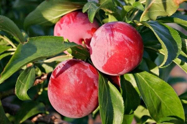  Plum Renklod Altana grado